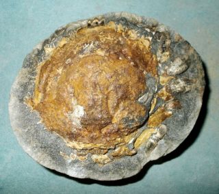 Rare,  fine 9cm Pliocene Spider Crab Trichopeltarion greggi pos/neg: Zealand 4