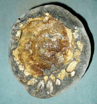 Rare,  fine 9cm Pliocene Spider Crab Trichopeltarion greggi pos/neg: Zealand 5