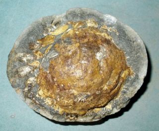 Rare,  fine 9cm Pliocene Spider Crab Trichopeltarion greggi pos/neg: Zealand 6