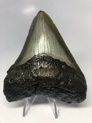 4.  10” Megalodon Shark Tooth Fossil Rare Real 3489