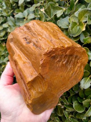 Huge Non - Cut Gold Orange Hampton Butte Oregon Petrified Wood Jasper Agate 7,  Lb