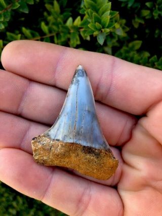 Bakersfield Fossil Shark Tooth Hill Shark Teeth Isurus Hastalis Mako Extinct Gem