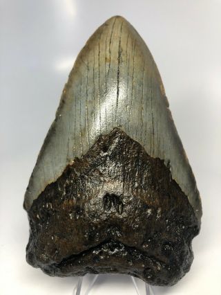 4.  88” Megalodon Fossil Shark Tooth Rare Natural 3440