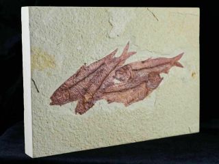 4 FOUR 3.  1 IN KNIGHTIA EOCAENA FOSSIL FISH GREEN RIVER WY EOCENE AGE,  STAND 3