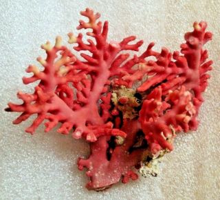 Red Coral Branch From Hawaii,  Display Specimen Collector Item
