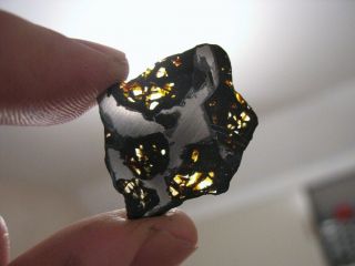 Meteorite Nwa 10023 - Pallasite Full Slice (anomalous - Plessitic) - Full Slice