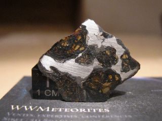 Meteorite NWA 10023 - Pallasite full slice (Anomalous - Plessitic) - Full Slice 2