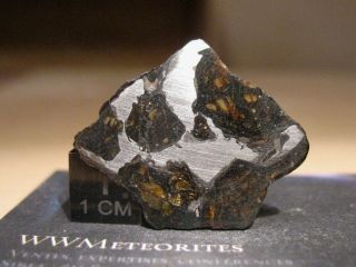 Meteorite NWA 10023 - Pallasite full slice (Anomalous - Plessitic) - Full Slice 3