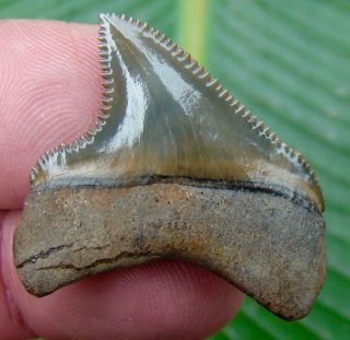 Chubutensis Shark Tooth - 1 & 3/8 In.  Colorful - Real Fossil - No Restorations