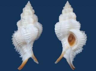 Shell Murex Patagiatus Seashell