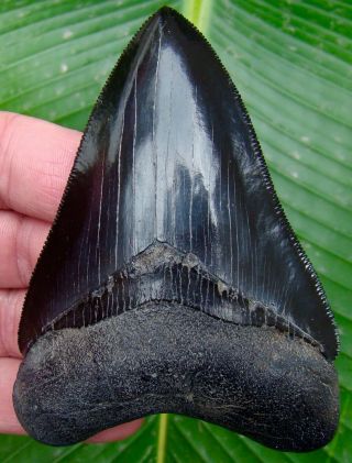 Megalodon Shark Tooth 4 In.  Jet Black - Superior Quality - No Restorations