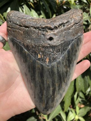 Huge Serrated 6.  29” Megalodon Tooth Fossil Shark Teeth Almost 1 Pound 11