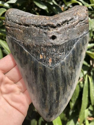 Huge Serrated 6.  29” Megalodon Tooth Fossil Shark Teeth Almost 1 Pound