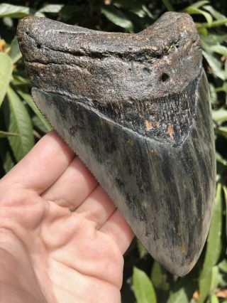 Huge Serrated 6.  29” Megalodon Tooth Fossil Shark Teeth Almost 1 Pound 2