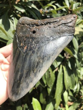 Huge Serrated 6.  29” Megalodon Tooth Fossil Shark Teeth Almost 1 Pound 3