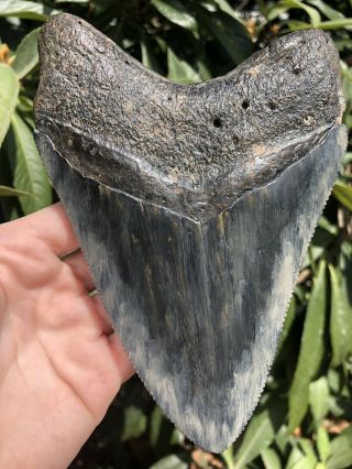 Huge Serrated 6.  29” Megalodon Tooth Fossil Shark Teeth Almost 1 Pound 4