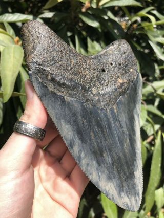 Huge Serrated 6.  29” Megalodon Tooth Fossil Shark Teeth Almost 1 Pound 5
