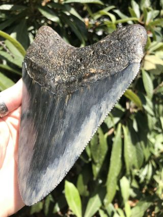 Huge Serrated 6.  29” Megalodon Tooth Fossil Shark Teeth Almost 1 Pound 6