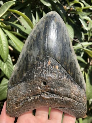 Huge Serrated 6.  29” Megalodon Tooth Fossil Shark Teeth Almost 1 Pound 7