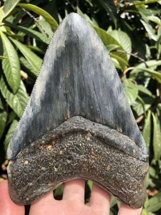 Huge Serrated 6.  29” Megalodon Tooth Fossil Shark Teeth Almost 1 Pound 8
