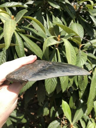 Huge Serrated 6.  29” Megalodon Tooth Fossil Shark Teeth Almost 1 Pound 9