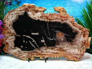 Petrified Wood Complete Round Slab Wbark Magnificent Obsidian Copper Mink 13 "