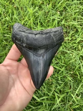 Colorful Serrated 4.  45” Megalodon Shark Tooth 100 Natural - No Restoration.