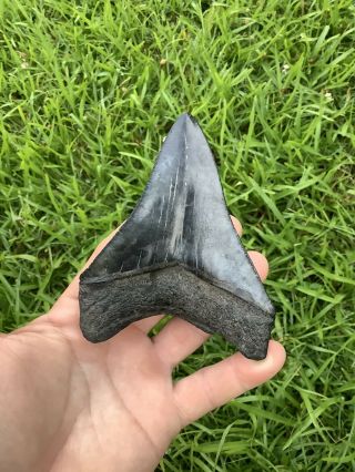 Colorful Serrated 4.  45” Megalodon Shark Tooth 100 natural - NO restoration. 4