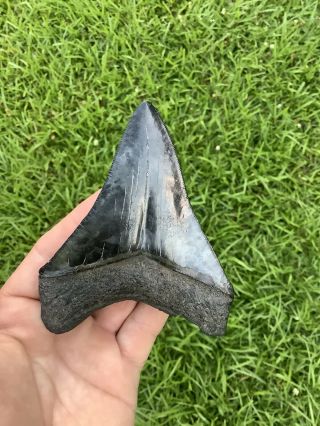 Colorful Serrated 4.  45” Megalodon Shark Tooth 100 natural - NO restoration. 7