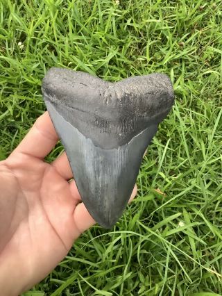 Black Serrated 4.  82” Megalodon Shark Tooth 100 Natural - No Restoration.