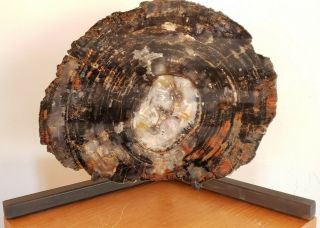 19 " Double Heart Fossil Petrified Wood Round Arizona Chinle With Display Stand