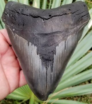 Very Wide 5.  79 " Megalodon Tooth.  Absolutely No Restoration