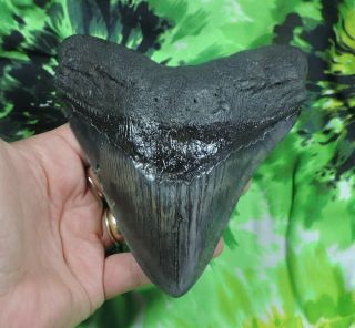 Megalodon Sharks Tooth 5 3/8 " Inch Fossil Sharks Tooth Teeth