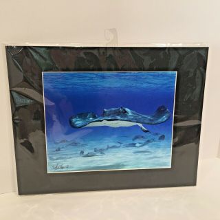Cathy Church Matted Photo " Morning Rays " Cayman Islands 2009