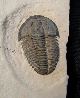 Museum Quality Modocia Laevinucha Trilobite Fossil