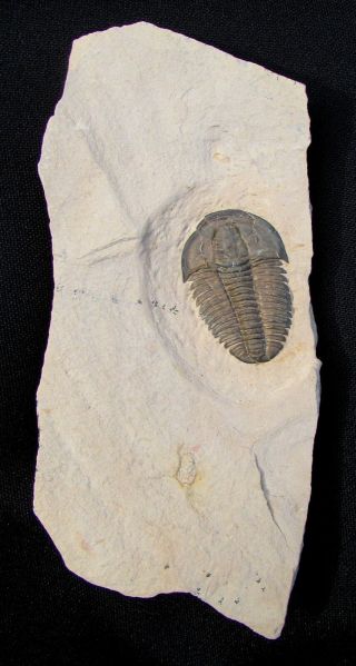 Museum Quality Modocia laevinucha trilobite fossil 2