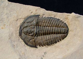 Museum Quality Modocia laevinucha trilobite fossil 3