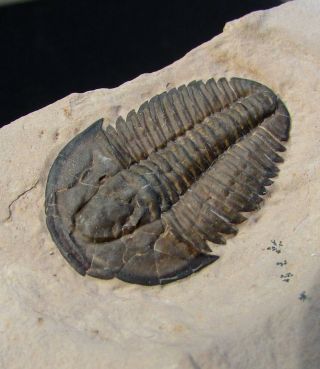 Museum Quality Modocia laevinucha trilobite fossil 4
