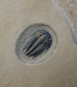 Gorgeous Modocia Typicalis Trilobite Fossil