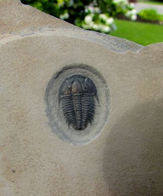 Gorgeous Modocia typicalis trilobite fossil 2