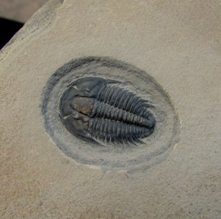 Gorgeous Modocia typicalis trilobite fossil 4