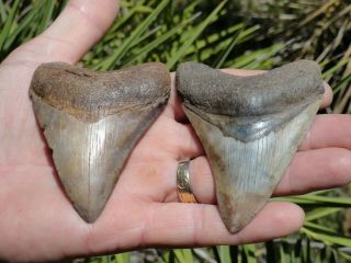 6) 2 Megs " Megalodon Shark Teeth Fossil