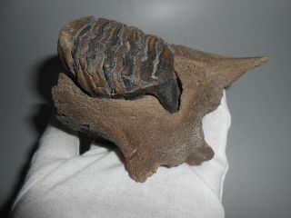 Foosil Baby Woolly Mammoth Upper Jaw,  Tooth Museum Quality