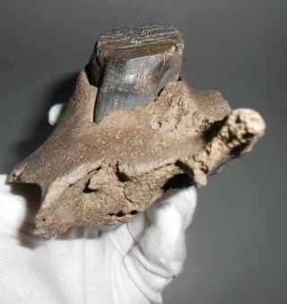 Foosil BABY Woolly Mammoth Upper jaw,  Tooth Museum Quality 5