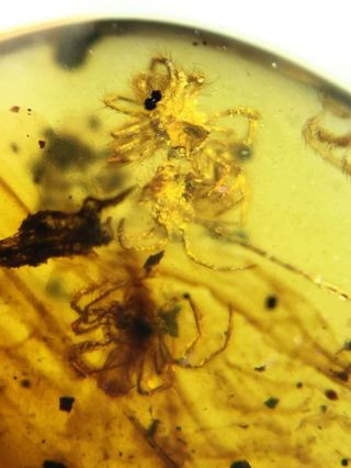 Rare A nest of spider Burmite Cretaceous Amber fossil dinosaurs era 2