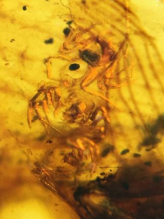 Rare A nest of spider Burmite Cretaceous Amber fossil dinosaurs era 3