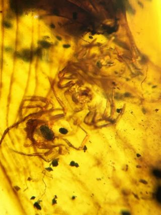 Rare A nest of spider Burmite Cretaceous Amber fossil dinosaurs era 4