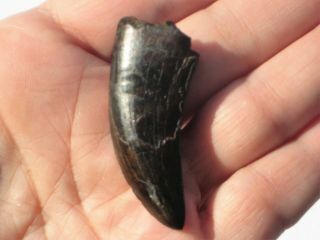 Small T - Rex Tooth - dinosaur fossil 10
