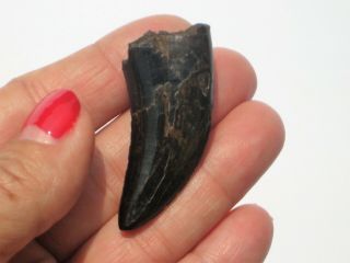 Small T - Rex Tooth - dinosaur fossil 11