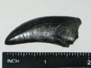 Small T - Rex Tooth - dinosaur fossil 12